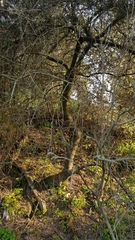 Ceanothus impressus nipomensis