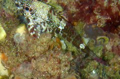Bovichtus angustifrons