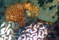 Bovichtus angustifrons