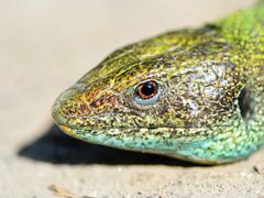 Eastern Green Lizard photo 5