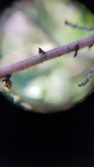 Ceanothus impressus nipomensis