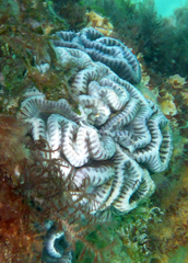 Sycozoa cerebriformis