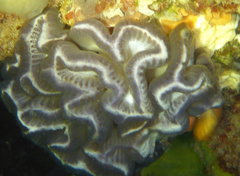 Sycozoa cerebriformis