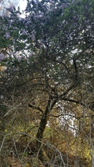 Ceanothus impressus nipomensis