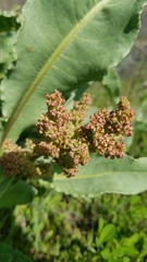 Rumex crispus