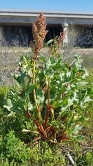 Rumex crispus