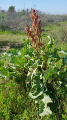 Rumex crispus