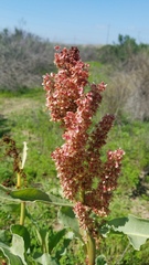 Rumex crispus