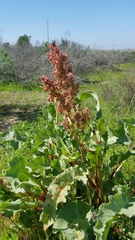 Rumex crispus