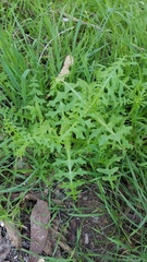 Pholistoma auritum auritum