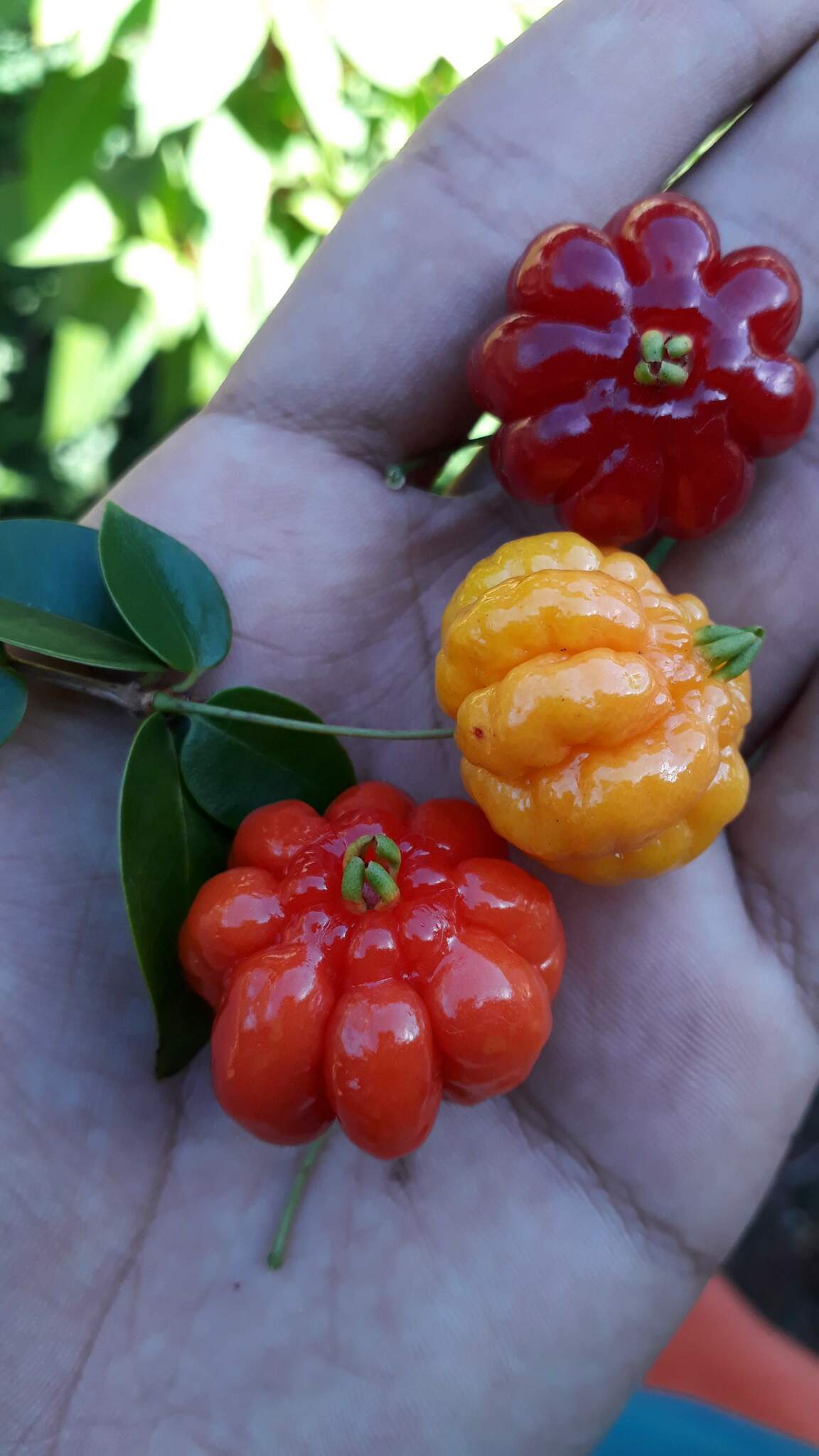 Eugenia uniflora