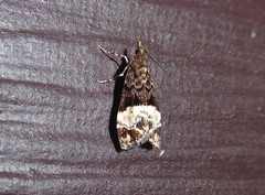 Scoparia minusculalis