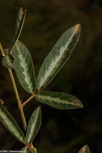 Desmodium incanum image