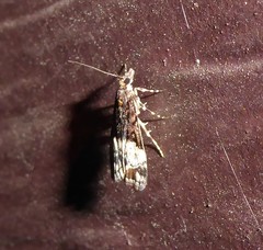 Scoparia minusculalis