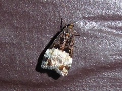 Scoparia minusculalis