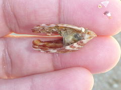 Electroma papilionacea