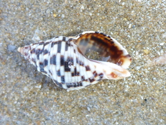 Cominella lineolata