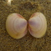 Fulvia tenuicostata - Photo (c) Robin Gwen Agarwal, algunos derechos reservados (CC BY-NC), uploaded by Robin Gwen Agarwal