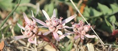 Euphorbia radians