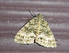 Pseudocoremia indistincta