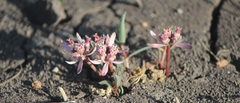 Euphorbia radians