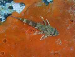Bovichtus angustifrons