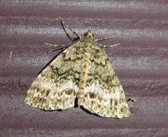 Pseudocoremia indistincta