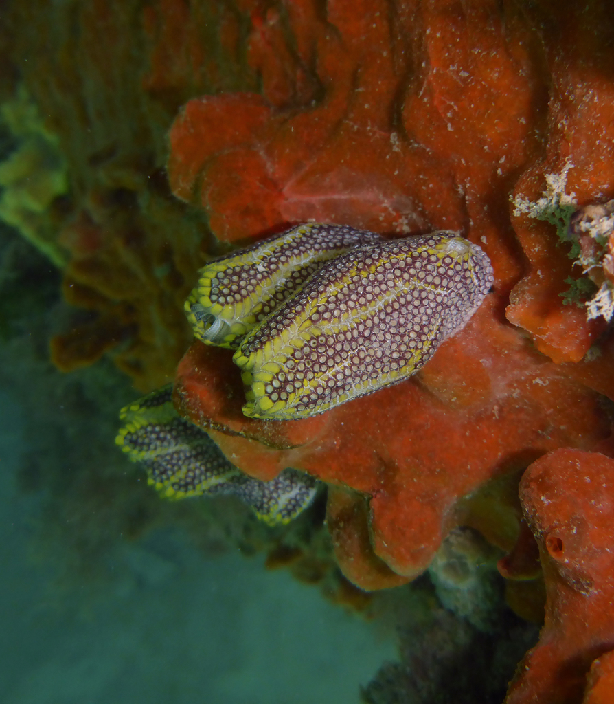 Botrylloides anceps