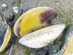 Katelysia rhytiphora