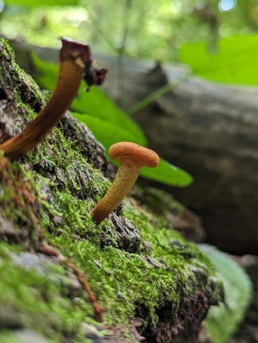 Agaricineae (Photo 2 of 3)