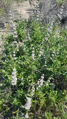 Salvia mellifera