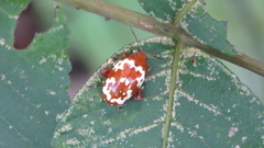 Asiophrida spectabilis