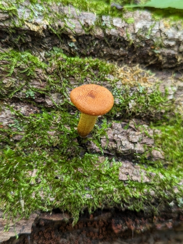 Agaricineae