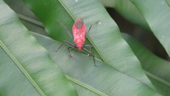 Cutocoris russatus
