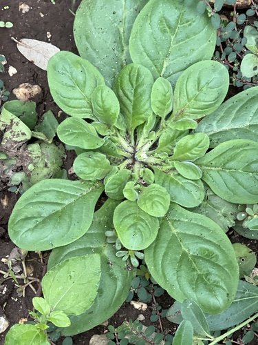 Nama jamaicensis (Nama jamaicensis)