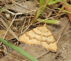Chrysolarentia insulsata