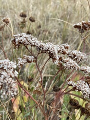 Goniolimon (Goniolimon)