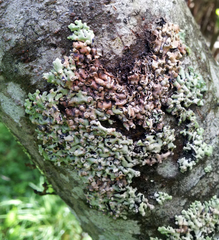 Menegazzia neozelandica