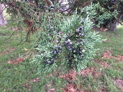 Juniperus
