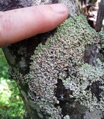 Menegazzia neozelandica