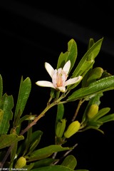 Grewia mahafaliensis