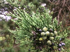 Juniperus