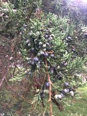 Juniperus