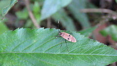 Physopelta quadriguttata