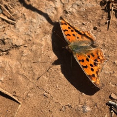 Polygonia c-aureum