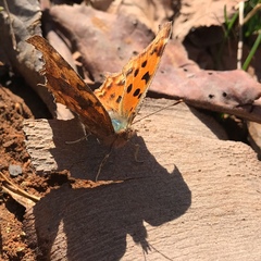 Polygonia c-aureum