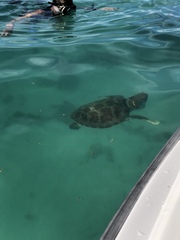 Chelonia mydas