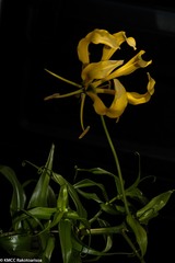 Gloriosa