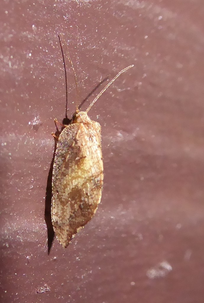 Australian Variable Lacewing