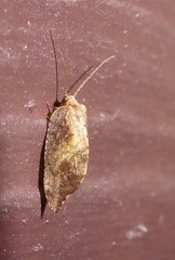 Australian Variable Lacewing